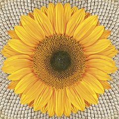 Serwetki do Decoupage -  Sunflower on Seeds  / 1 szt