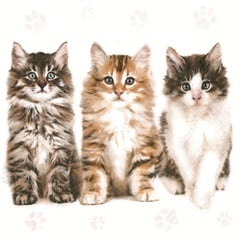 Serwetki do Decoupage Beautiful Cats  / 1 szt