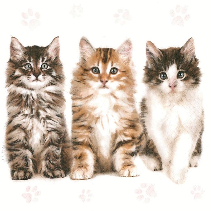 Serwetki do Decoupage Beautiful Cats  / 1 szt