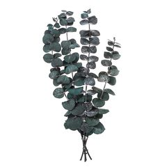 Eukaliptus stabilizowany Baby Blue / 4 łodygi, zielony, 20 cm