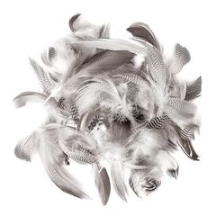 Pióra kacze 5 - 12 cm / 5 g